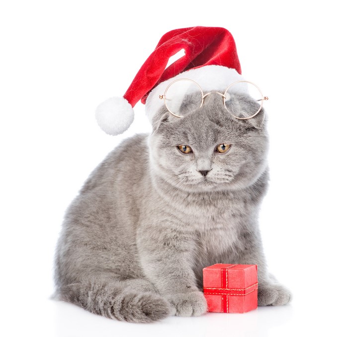 Scottish Fold cat wearing Santa hat and glasses with gift