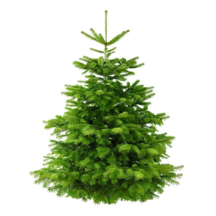 Christmas tree on a white background