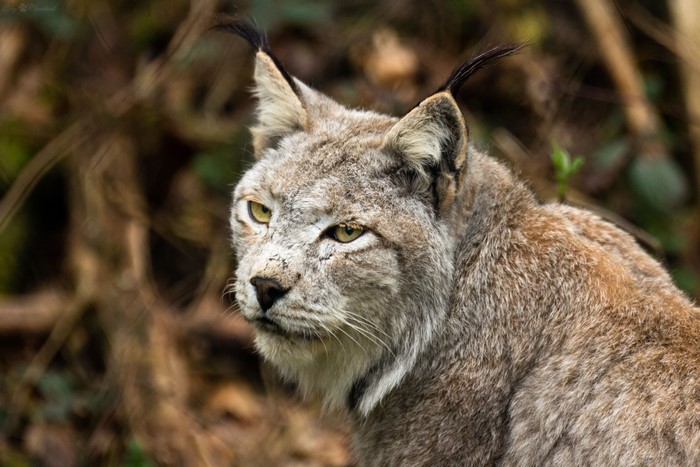 Lynx with tufted ears
