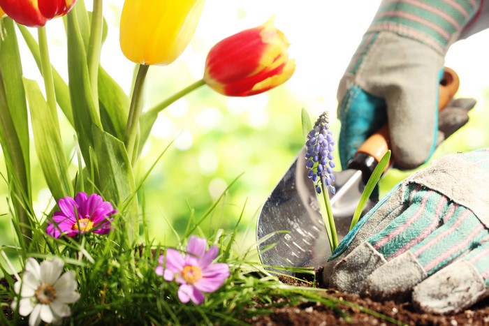 Gardening with Tulips and Flowers