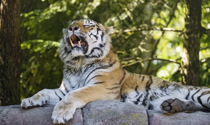 Tiger yawning on rocks with trees in background