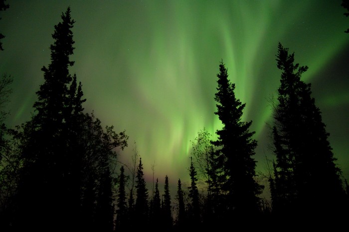 Aurora Borealis over silhouetted pine trees at night