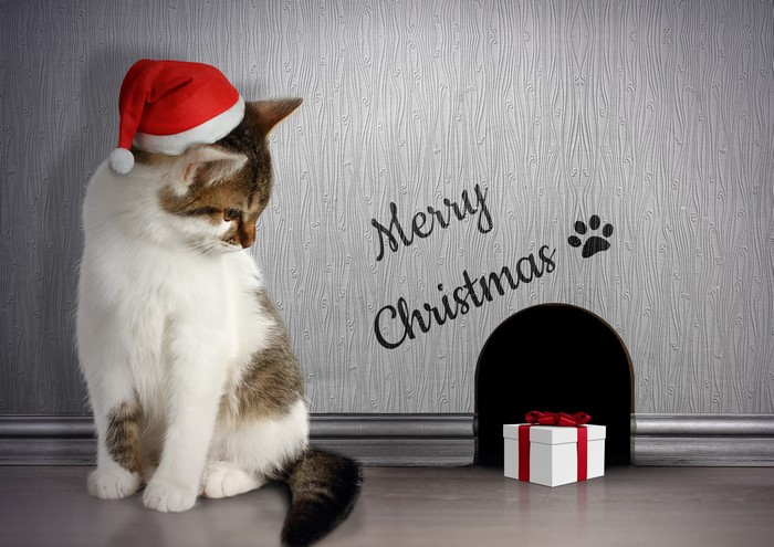 Cat in Santa hat with Christmas gift
