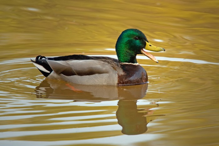Mallard duck swimming in water