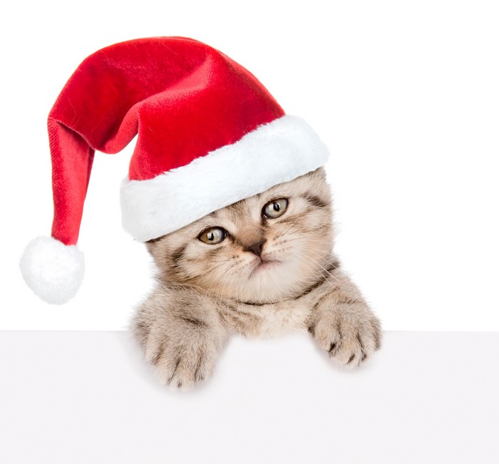 Kitten wearing a Santa hat peeking over a white surface