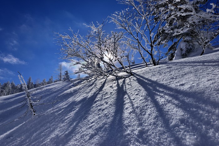 Winter snow-covered trees with sun rays