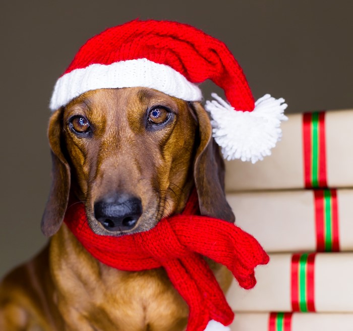 Dachshund wearing a Santa hat and scarf with gifts