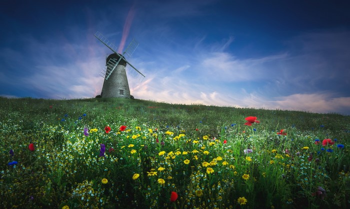 Windmill in a field of wildflowers