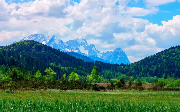 Snow-capped mountains behind a green forest and meadow