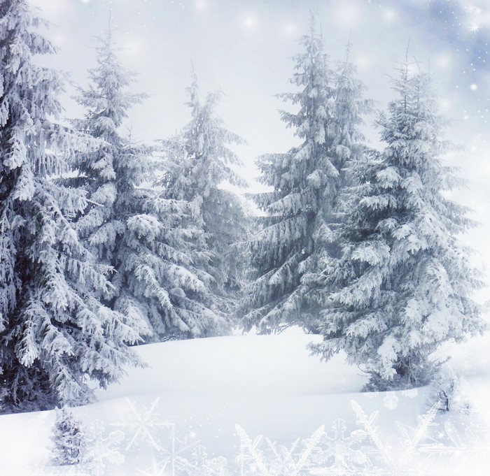 Snow-covered spruce trees in a winter forest