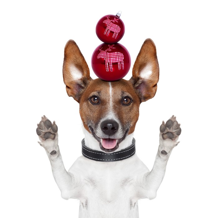 Jack Russell terrier balancing Christmas ornaments on head