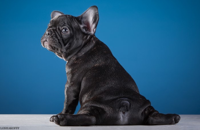 Black French Bulldog puppy sitting on a blue background