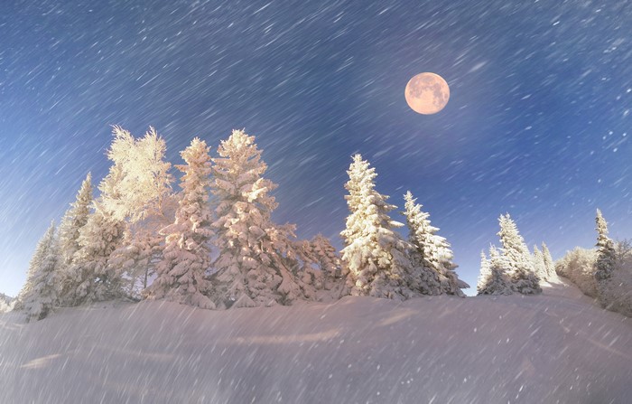 4K Winter Moonlit Snowfall on Spruce Trees