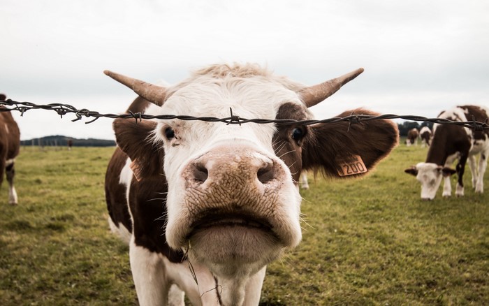 Cow behind barbed wire fence in a field