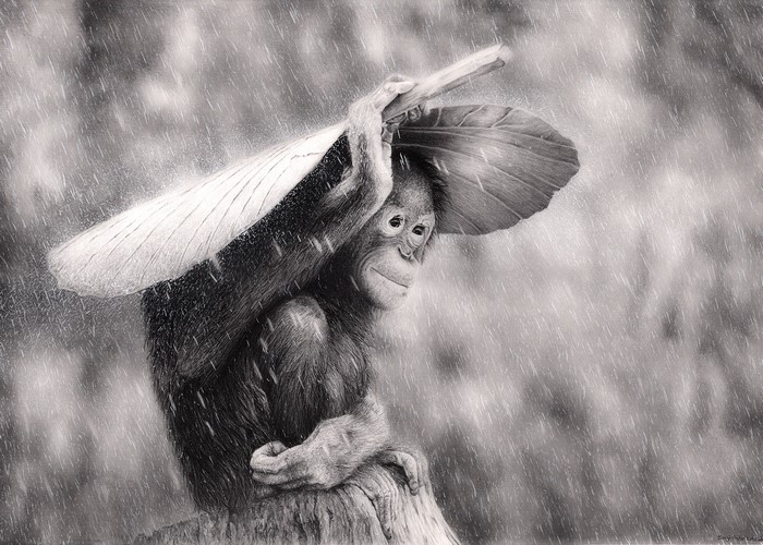 Orangutan holding a leaf as an umbrella in the rain
