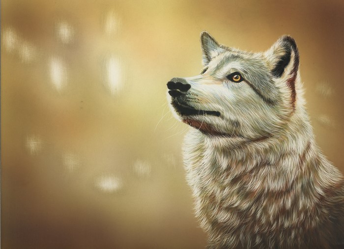 Painting of a wolf looking up