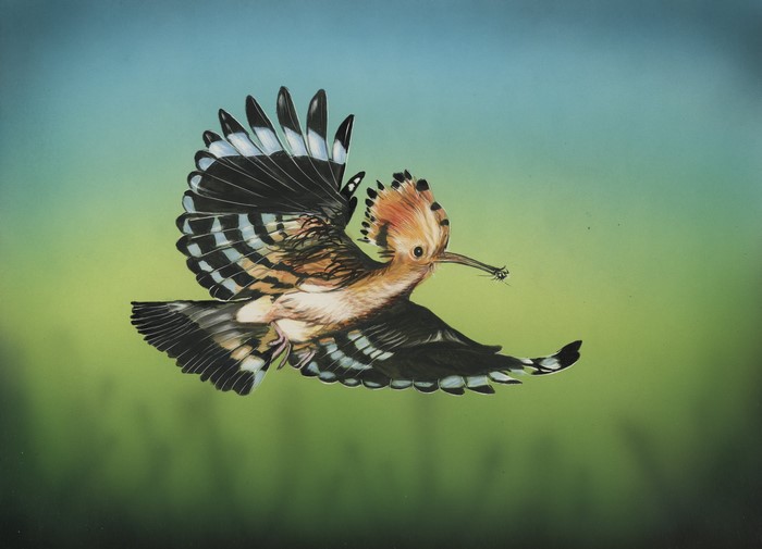 Hoopoe bird in flight with insect in beak