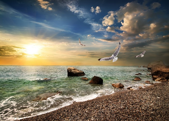 4K Sunset Coast with Seagulls in Crimea