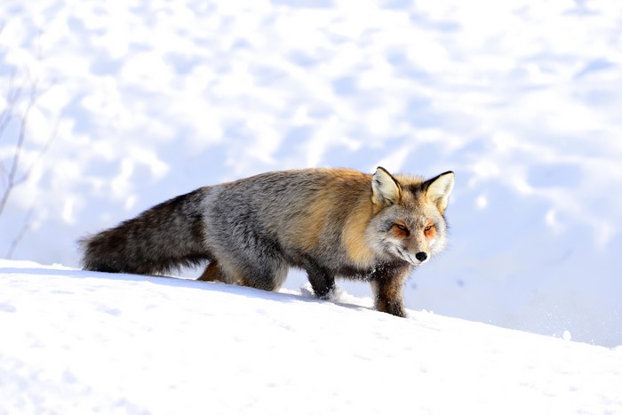Fox in the Snow
