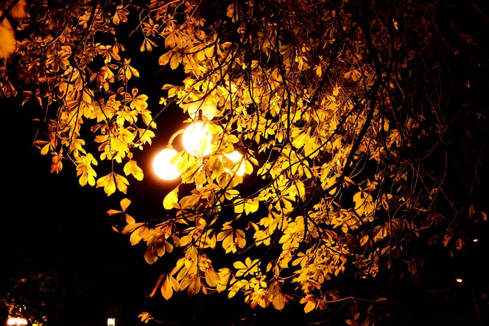 Chestnut leaves illuminated by street lights at night