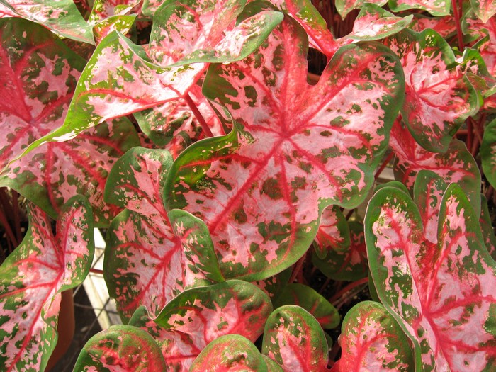 Close-up of Caladium foliage with pink and green leaves