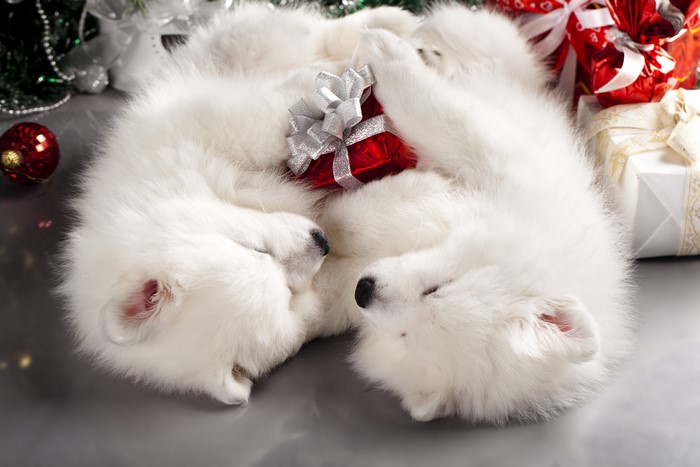 Two white Spitz puppies sleeping with Christmas gifts