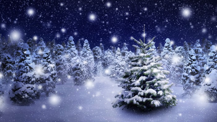 Winter forest with snow and stars