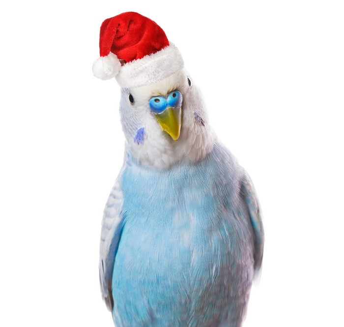 Blue budgie wearing a Santa hat