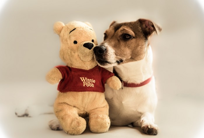 Jack Russell terrier with Winnie the Pooh