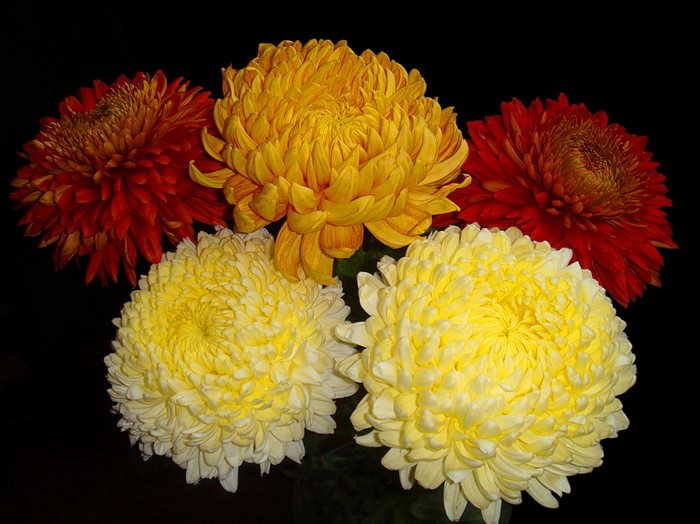 Chrysanthemums on a black background