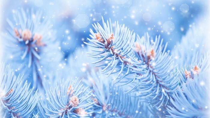 4K Blue Spruce Branches with Snow