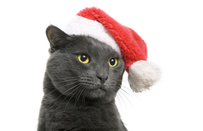 Gray cat wearing a Santa hat
