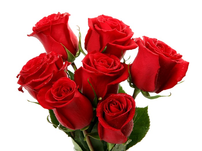 Red Roses on White Background