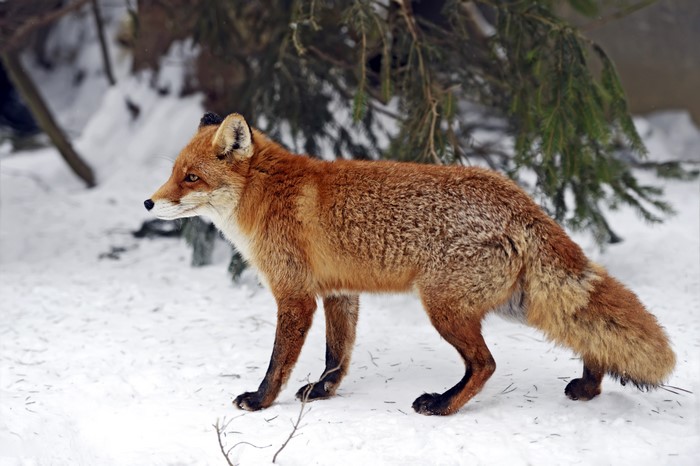 Red Fox in Winter Snow