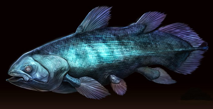 Coelacanth fish illustration