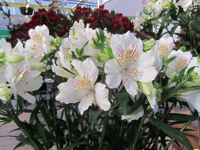 White Alstroemeria flowers with red markings