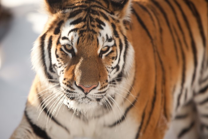 Siberian Tiger Close-up Glance