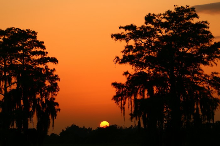 Sunset over trees silhouette
