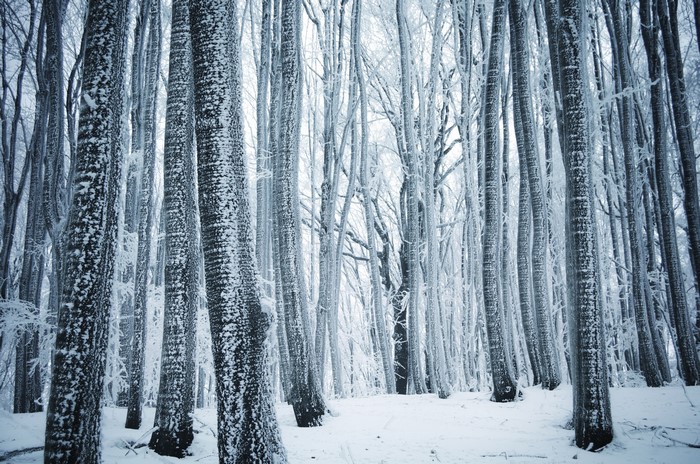 Forest in winter with snow-covered trees