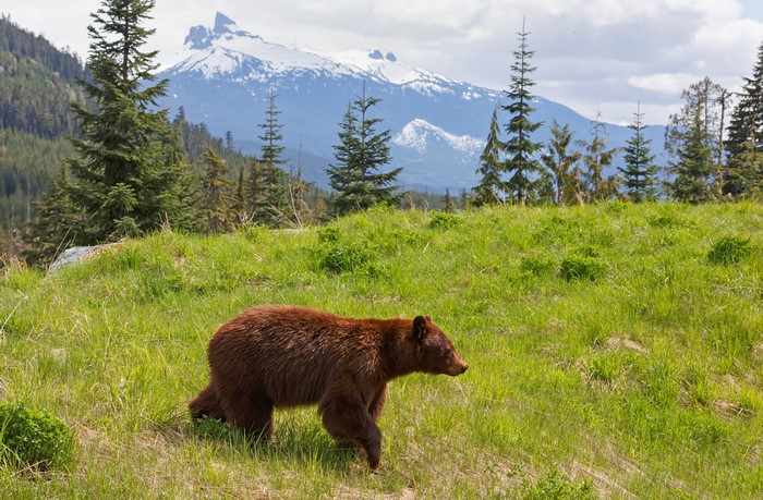 Brown Bear in a Grassy Field with Mountains