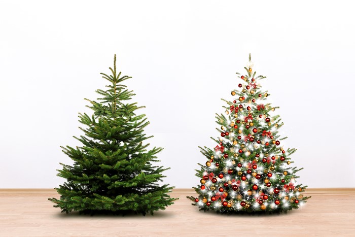 Two Christmas trees, one decorated