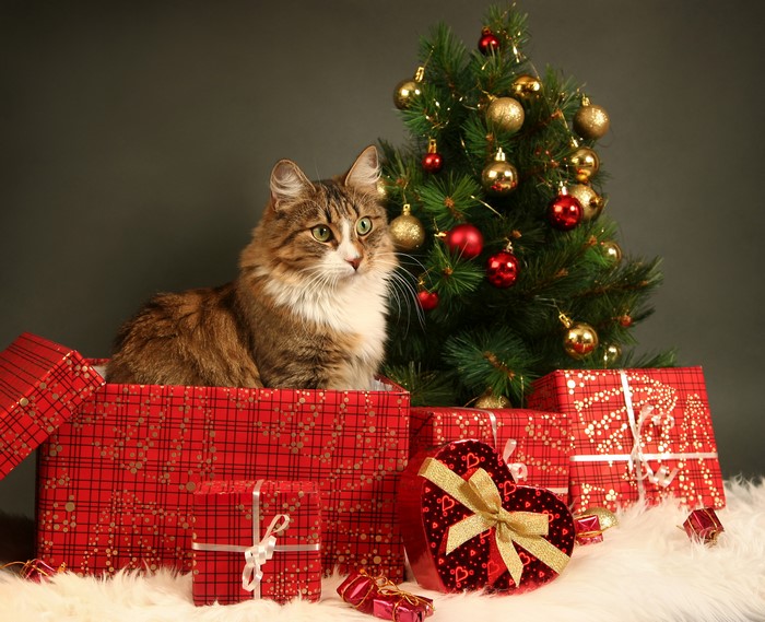 Cat in a box with Christmas gifts and tree