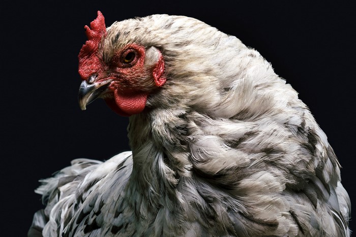 4K Rooster with Red Comb and Wattle