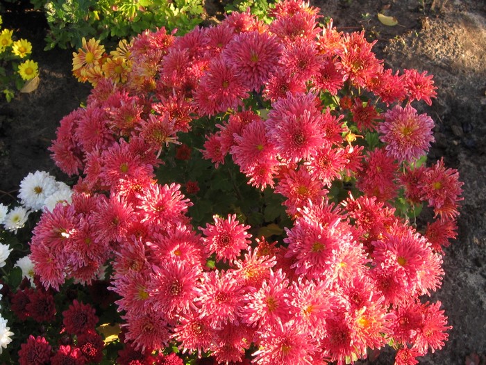 Pink and yellow chrysanthemums in a garden