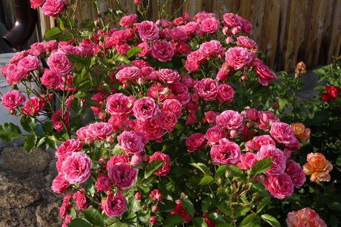 A bush of pink roses in bloom