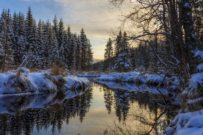 Winter forest with river and snow