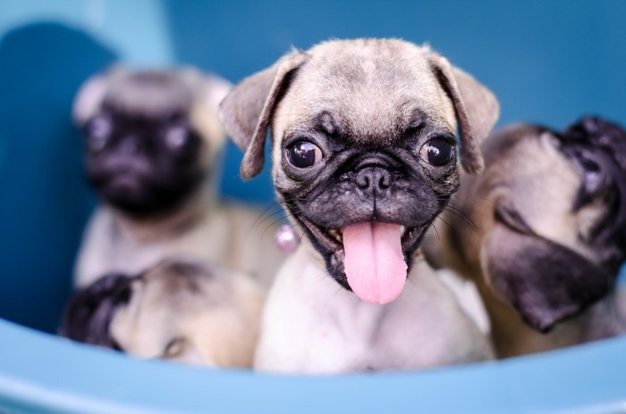 Four Pug Puppies in a Blue Container