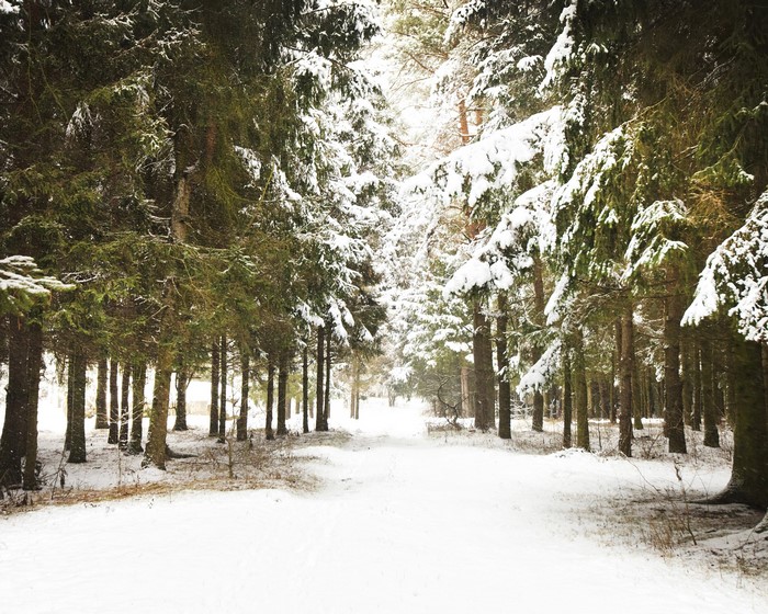 Snowy forest path with spruce trees