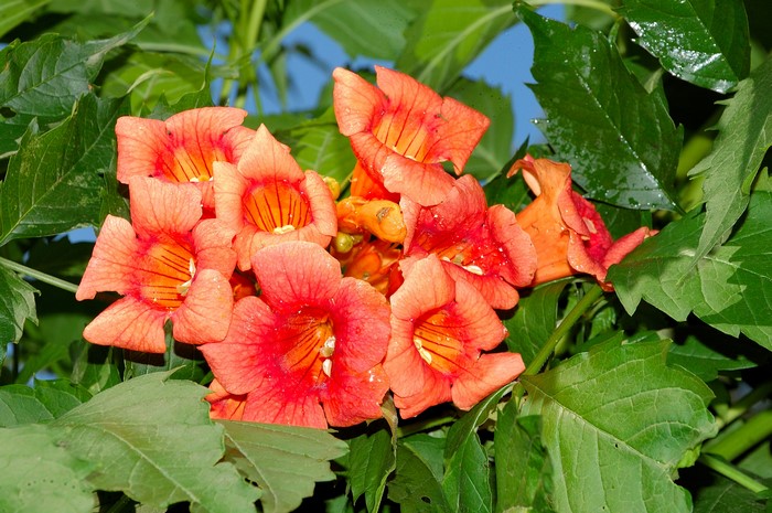 Orange trumpet flowers and green leaves