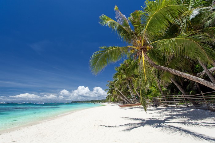 4K Tropical Beach with Palm Trees and Clear Sky